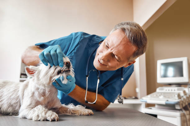 Best Emergency Root Canal Treatment in St Augustine Beach, FL